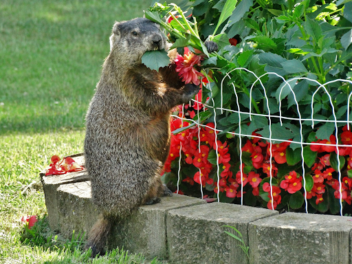 What Do Groundhogs Eat 