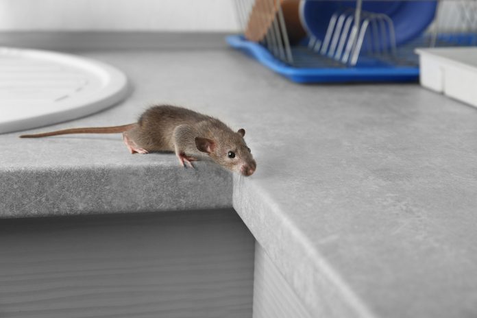 How to get rid of rats?